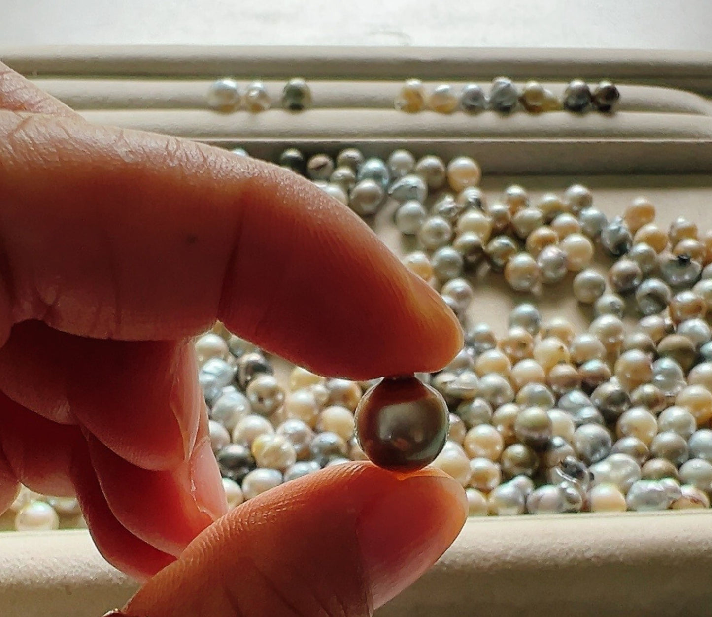 kerama pearl × marumaru hook earring / K18 (両耳)